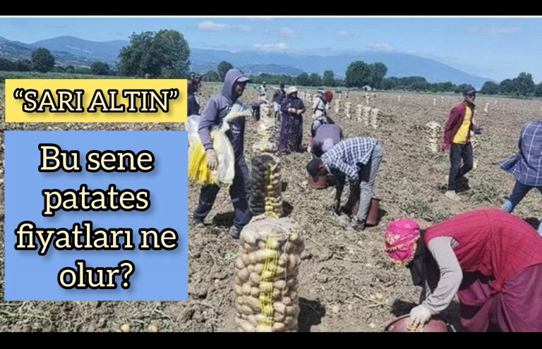 PATATES FİYATLARI UÇACAK MI?